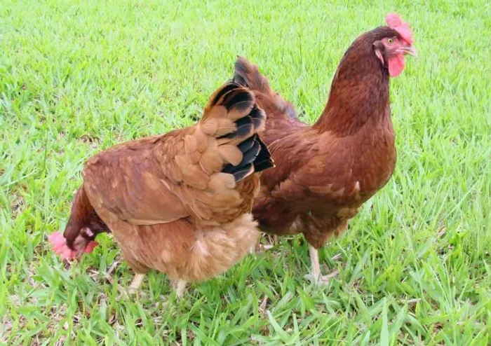 Galinhas Poedeiras Embrapa 51 