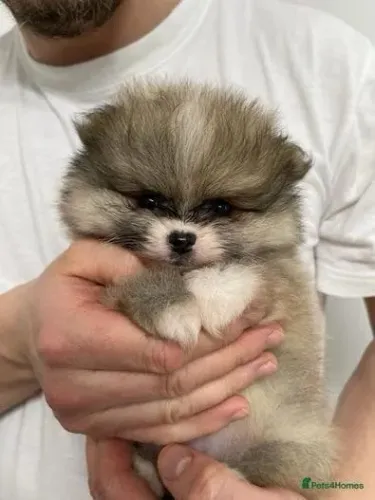 Filhotes spitz alemão/lulu da pomerânia dócil e saudável linhagem selecionada