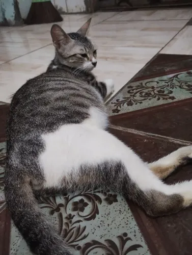 Gatos