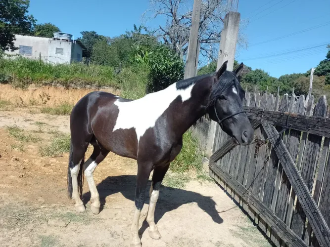 Cavalo garanhão de marcha picada