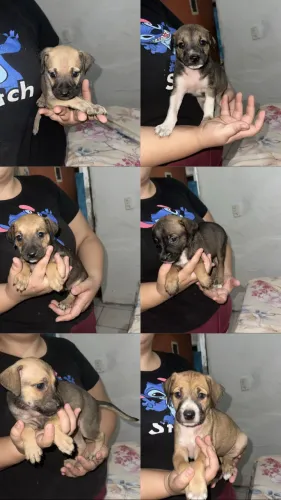 Cachorrinhos pará doação