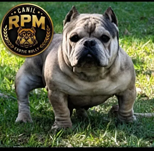 cachorro