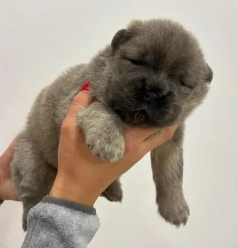 Filhotes de Chow Chow | Venha conhecer cães que podem conquistar sua preferência!