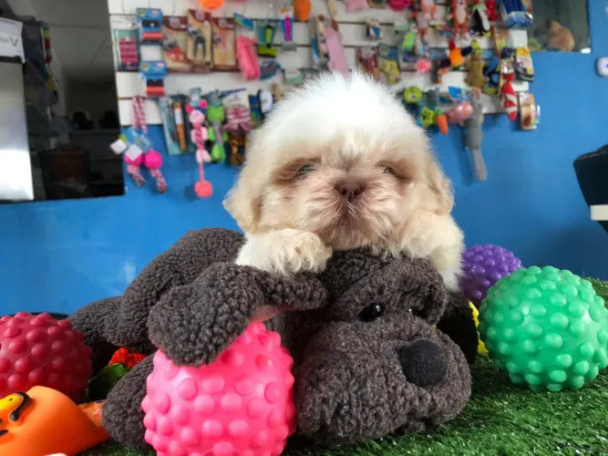 Filhote de shihtzu macho branco disponível para reservar 