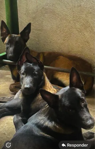 Pastor Malinoá 