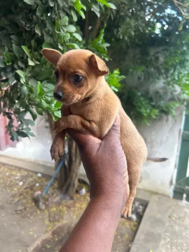 Venda de cachorro