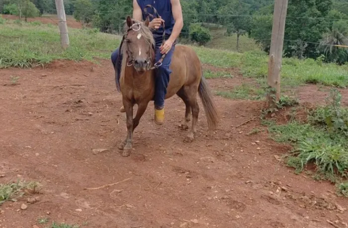 Pônei Macho castrado