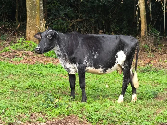 Vendo 2 Vacas leiteiras