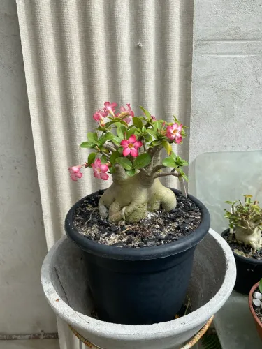 Arabicum Adulta Florindo-Aceito Cartão