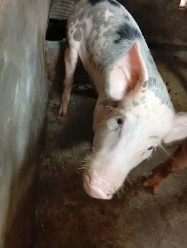 Vendo porcos 