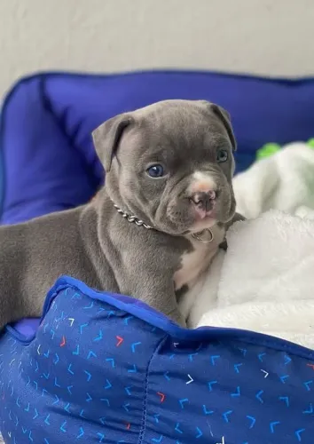 filhotes de Pitbull puros fêmea 
