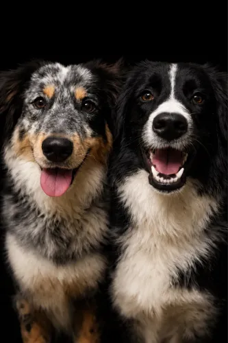 FILHOTES DE BORDER COLLIE