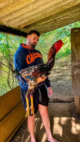 Ovos férteis de indio gigante 