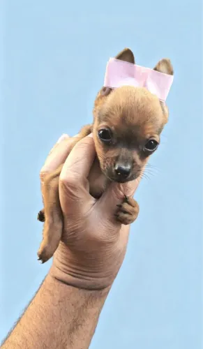 Pinscher