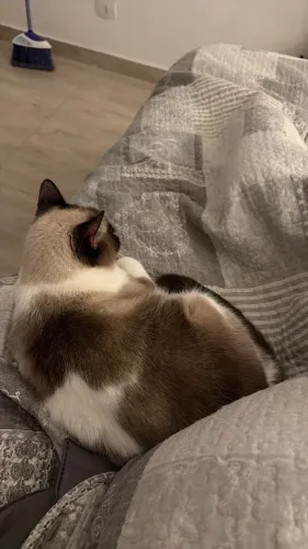 Doação de gata idosa