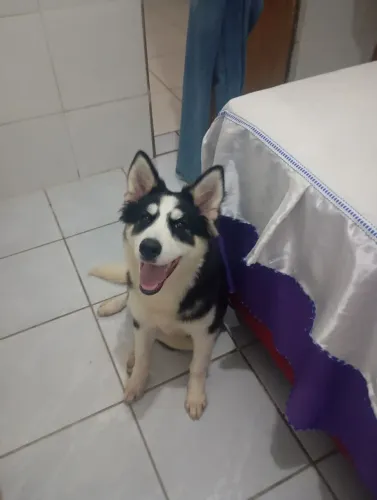 Filhote de husky siberiano 