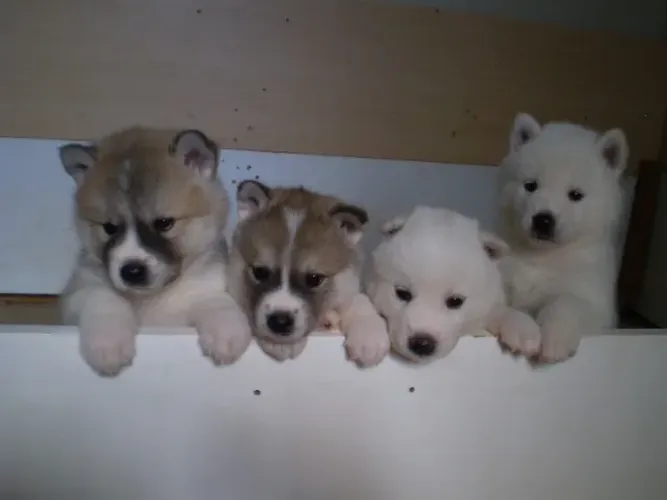 Filhotes Akita Inú