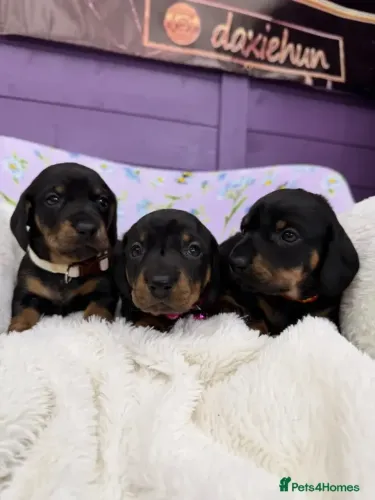 Neném dócil e saudável Teckel/Dachshund/Salsicha/Salsichinha/Basset/Cofap
