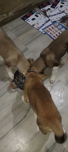 Vendo filhotes de Akita