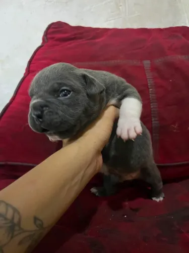 Exótic Bully blue
