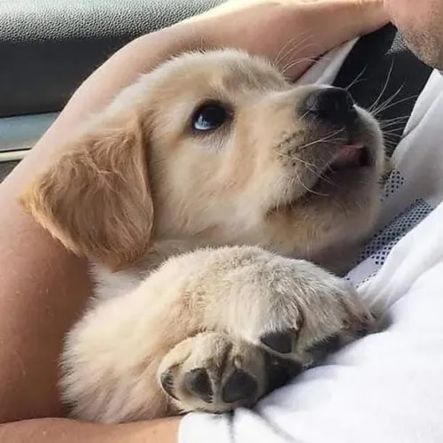 Filhotes de Golden Retriever | Companheiros dedicados!