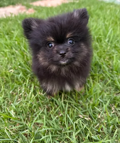 Filhote de Lulu da Pomerania (Spitz Alemão anão)