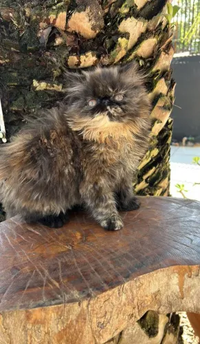 Gata persa fêmea
