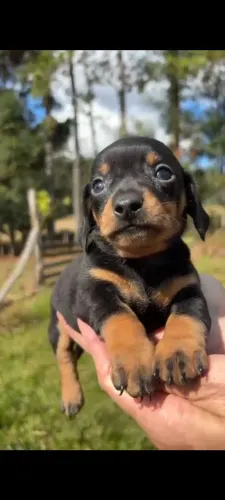 Filhote Daschund Teckel