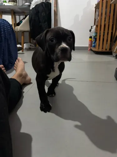 Filhote American Bully