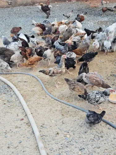 franguinhos