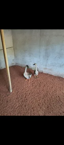 Vendo ganso africano 