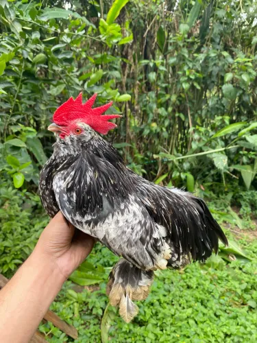 Galo Belgian mottled