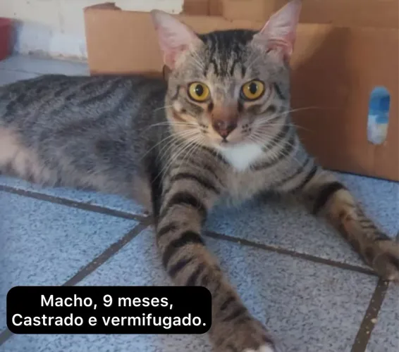 Gatinhos 8 meses castrados para adoção