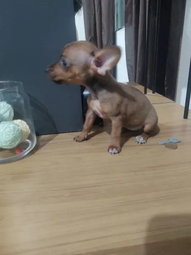 Maravilhosa pinscher fêmea mini