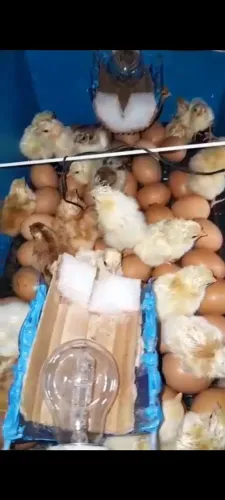 Ovos galado galinha caipira vermelha