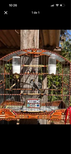 Gaiola padrão torneio