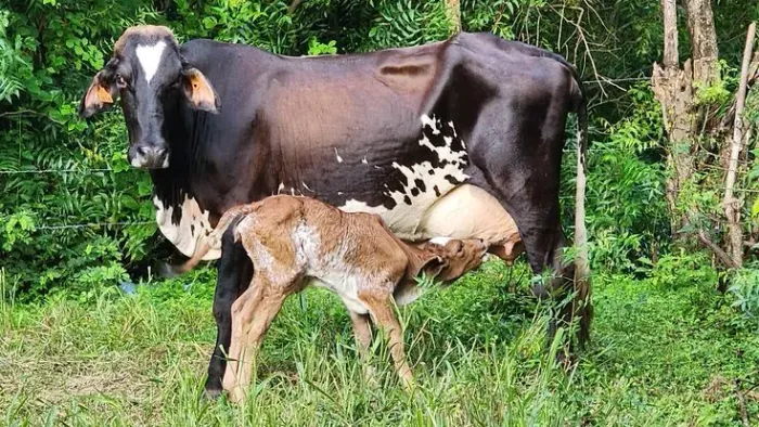 Vacas de leite