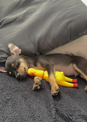 Pinscher zerinho macho : Aceito cartão.