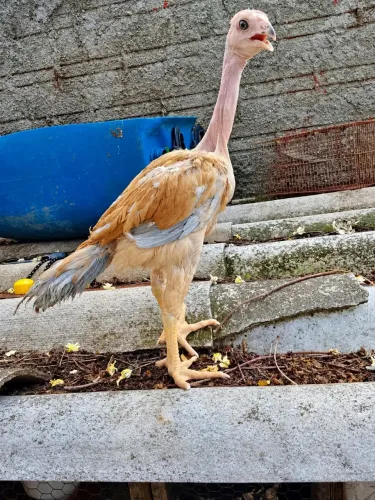 Índio gigante polaco