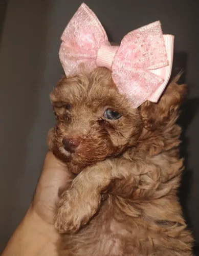 Poodle toy fêmea abricot