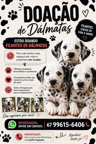 Doação de filhotes de dálmatas