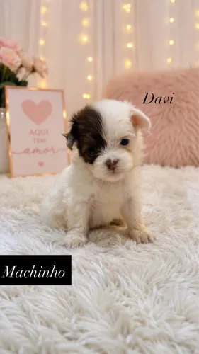 Filhotes de shih-tzu