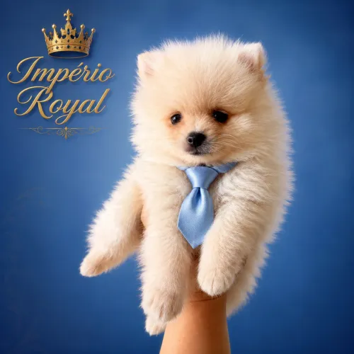 Spitz Alemão Anão com pedigree cbkc! Perfeito!