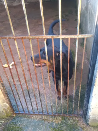 Doação responsável rottweiler super mansa 