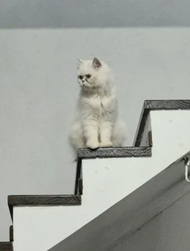 Gata Persa Toda Withe (Branca)