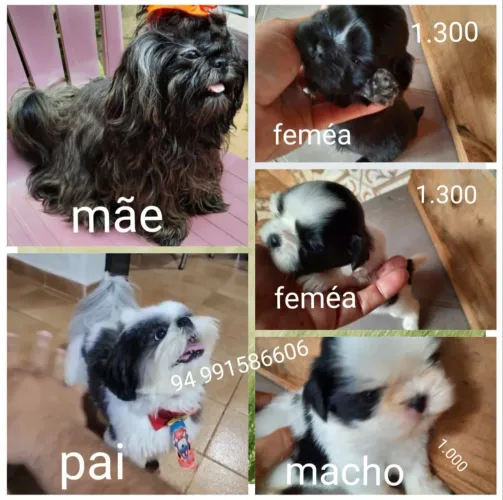 Vendo filhote de Shitzu original 