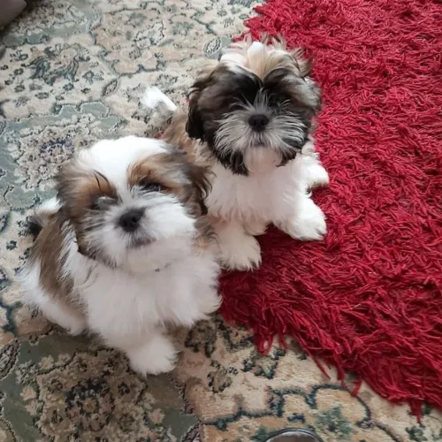 Sua amiguinha de quatro patas de Shih Tzu!!! 
