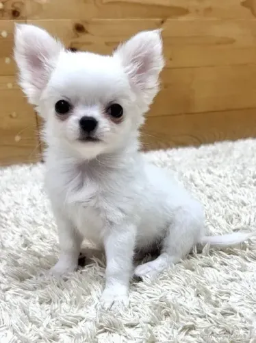 Neném esperto e companheiro Chihuahua