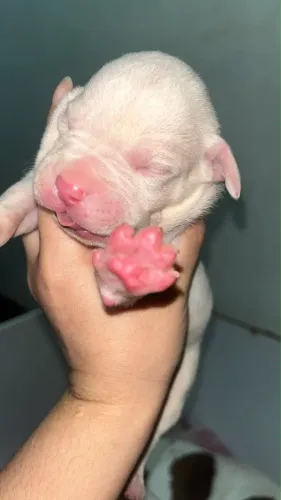 Fêmea(albina ) American pitbull terrier 