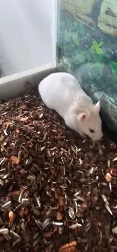 Vendo Hamster Sírios